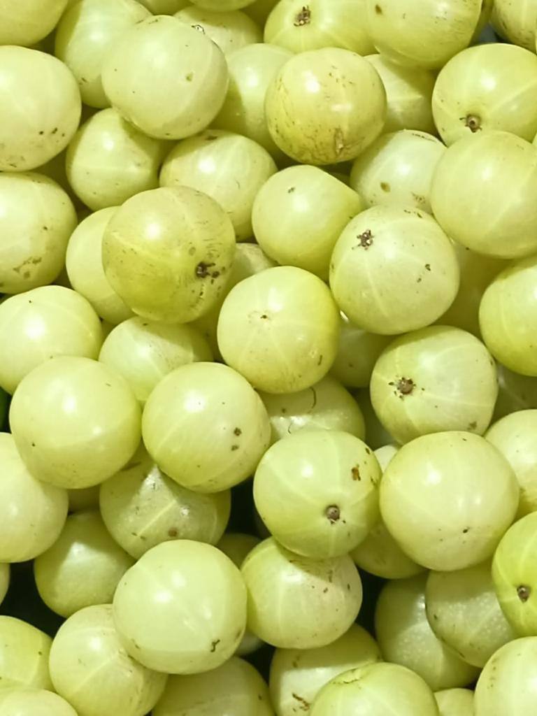 frutnveg 12