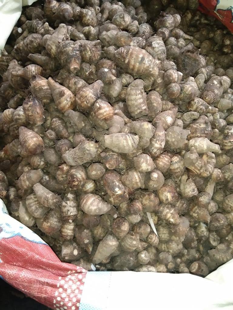frutnveg 13
