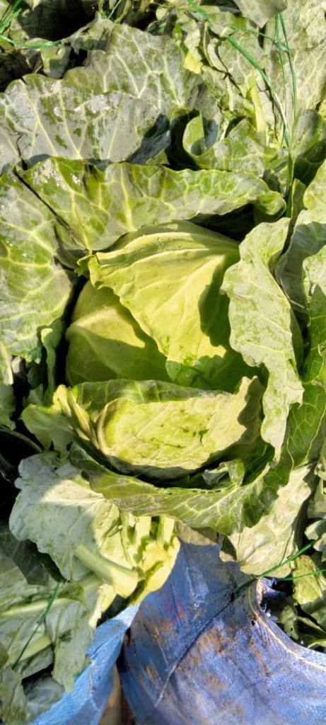 frutnveg 16