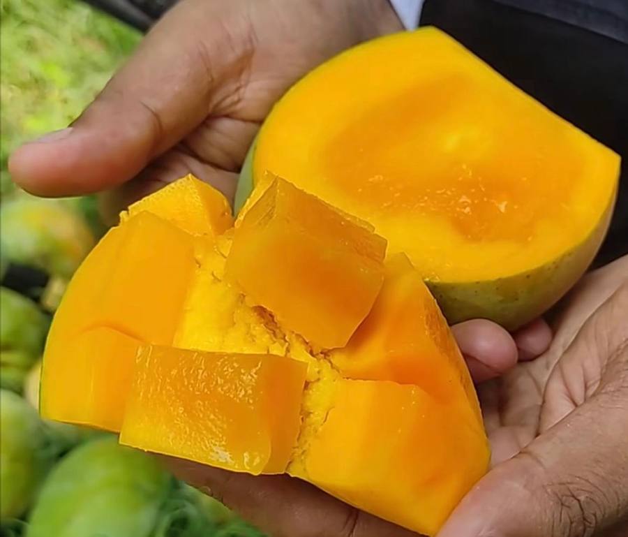 frutnveg 22